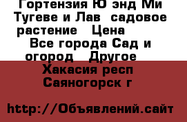 Гортензия Ю энд Ми Тугеве и Лав, садовое растение › Цена ­ 550 - Все города Сад и огород » Другое   . Хакасия респ.,Саяногорск г.